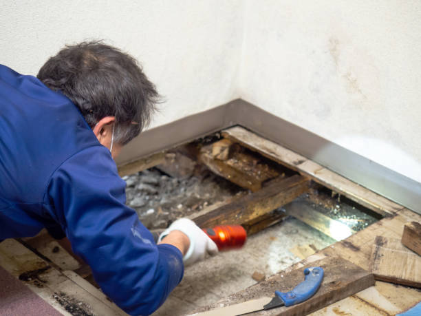 Best Crawl Space Mold Remediation in New Fairview, TX