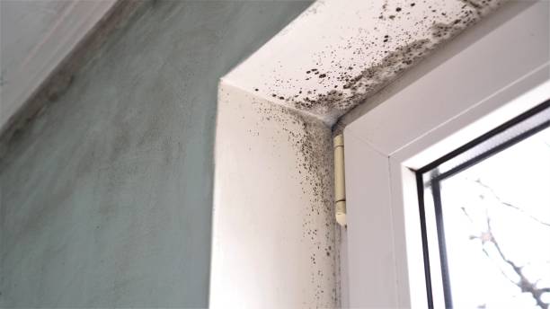 Best Health and Safety Mold Remediation in New Fairview, TX