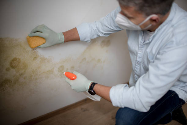 Best Black Mold Remediation in New Fairview, TX