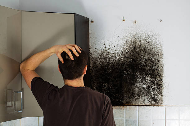 Best Post-Flood Mold Remediation in New Fairview, TX